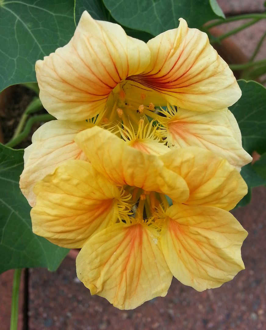  photo 20140718_174415-1_zpsngrw42qq.jpg